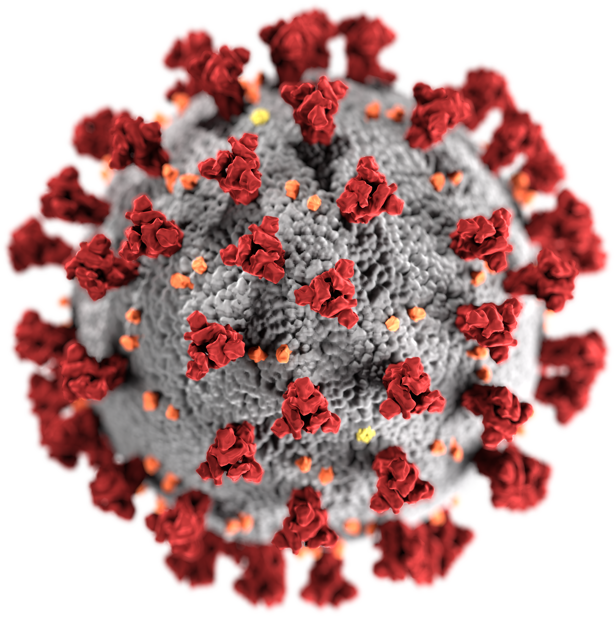 Illustration of the SARS-CoV-2 virus particle